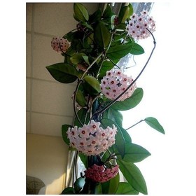 Resim Mum Çiçeği – (Hoya carnosa) - Askılı Saksıda 