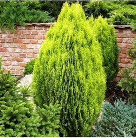 Resim Altuni Top Mazı Thuja Orientalis Aurea Compacta Nana 5 Adet 