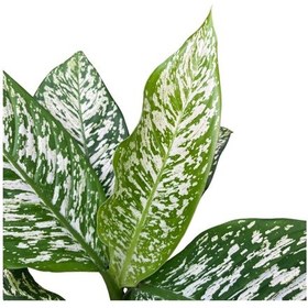 Resim Dieffenbachia 'white Etna' Difenbahya Çiçeği 
