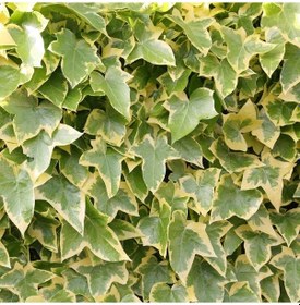 Resim Alacalı Hedera - Orman Sarmaşığı 100 - 150 cm 5 Adet 