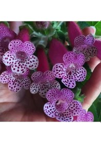 Resim Özel Çeşit Bts Maggie Kohleria Japon Küpelisi Çiçeği Fidesi Mini Potta 