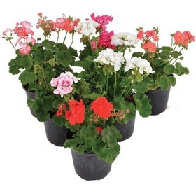 Resim Saksıda Sardunya Çiçeği 1 Adet 