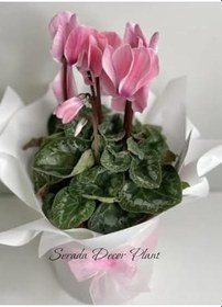 Resim Açık Pembe Renk Sıklamen Çiçeği 1 Adet Öğretmenler Günü Hediyesi 