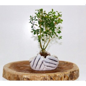 Resim Dekoratif Avuç Saksıda Bonsai Buxus 2 Adet 