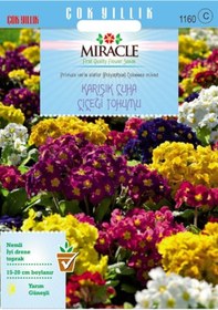 Resim Miracle Karışık Renkli Onbir Ay Çuha Çiçeği Tohumu 50 Tohum 