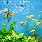 Resim Akvaryum Balık Kepçesi 7.5 Cm. 