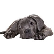 Resim Stil 4 Büyük 3d Simülasyon Köpek Araba Çıkartmaları Yağmur Geçirmez Güneş Koruyucu Araba Sticker Çizik Tıraş Dekorasyon Çıkartmaları 