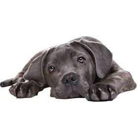 Resim Stil 4 Büyük 3d Simülasyon Köpek Araba Çıkartmaları Yağmur Geçirmez Güneş Koruyucu Araba Sticker Çizik Tıraş Dekorasyon Çıkartmaları 