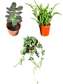 Resim SOcactus Prenses Çamı - Para Ağacı Çiçeği - Tespih Çiçeği 