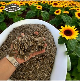 Resim Umak Çerezlik Siyah Çiğ Ay Çekirdeği 5 KG 