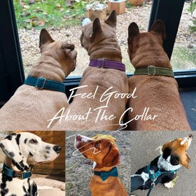 Resim Dog Collar Named Emerald Green Velvet Collar 172182 - Bag / M 