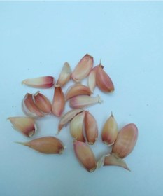 Resim Yörece Kastamonu Taşköprü Sarımsak Küçük Boy 1 KG 