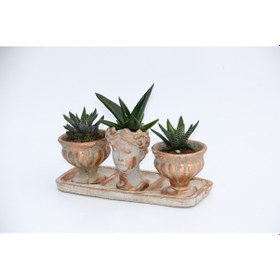 Resim TRİO HELEN ORANGE SUKULENT SETİ - Haworthia Pumila, Aloe Ferox 