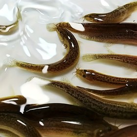 Resim 10 adet Yumuşak Olta Takımları, Esnek ve Lastikli PVC Malzeme, Kahverengi, Tuz ve Balık Lezzeti ile, Kurşunsuz, Tatlı Su Olta Balıkları için, Poşet Paketli 