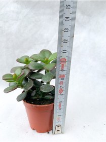 Resim Nura Botanik Crassula Ovata Sukulent Para Ağacı Şans Bitkisi 5.5 cm Saksıda 