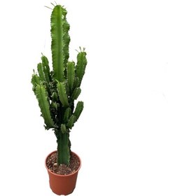 Resim Euphorbia Ingens Kaktüs Ø19 Cm Y70-80 Cm 
