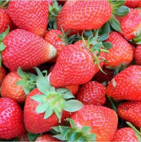 Resim Frigo Açık Kök Yediveren Çilek Fidesi (5 Adet) 