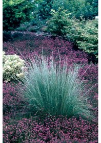 Resim Mavi Çim Bitkisi x 100 ad 