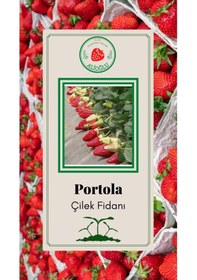 Resim 22 Adet Portola Çilek Fidesi Açık Kök ve Taze Söküm (Frigo) 