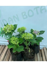 Resim Ortanca Fidesi 5 Adet 