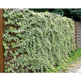 Resim Hedera Sarmaşık 3 Adet - 1.5 Metre Sarılıcı Bitki N11.28704 