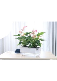 Resim Kendi Kendini Sulayan Modern Akıllı Saksı Büyük Boy 38 X 16 X16.5 Cm 