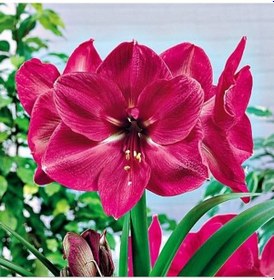 Resim Kokulu Güzel Hatun Çiçeği Amaryllis Hercules Çiçeği Soğanı 1 Adet 