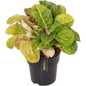 Resim Aglaonema 'apple Fantasy' Çin Herdemyeşili Ø19 Cm H45-50 Cm 