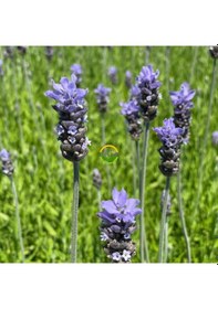 Resim Fransız Lavanta Fidesi 'lavandula Dentata' 3 Adet 