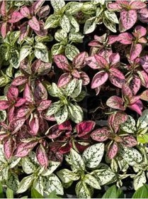 Resim Farklı Renklerde 3 Adet Hostes Çiçeği Saksılı 10-15Cm (Hypoestes) 