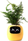 Resim DESERT SPARK PLANTSIO Akıllı Evcil Hayvan Saksı Robotu 