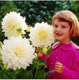 Resim White Perfection İri Çiçekli Dahlia Dalya Yıldız Çiçeği Soğanı 1 Soğan 