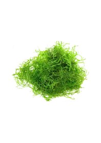 Resim Java Moss Akvaryum Bitkisi 5x5 Paslanmaz Tele Sarılı 10'lu Paket 