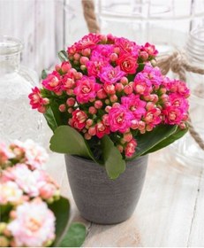 Resim Açık Pembe Canlı Kalanchoe Çiçeği Saksılı Ithal Küçük Saksıda 
