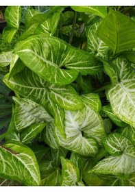 Resim Syngonium Melek Kanadı Çiçeği 1 Adet Saksılı 20-30cm İç Mekan Salon Çiçeği 