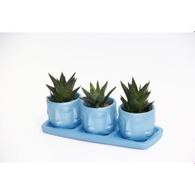 Resim TRİO MAVİ ADLER SUKULENT SETİ - Haworthia Limifolia, Pumila 