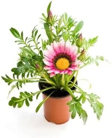 Resim Kampanyalı Pembe Beyaz Turuncu Kırmızı Koyu Pembe Gazanya Çiçeği 4 Adet 10-20Cm 