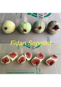 Resim 2 Yaş Kavak Incir Fidanı 
