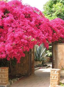 Resim Begonvil Çiçeği 5 Adet - Sarılıcı Bitki 