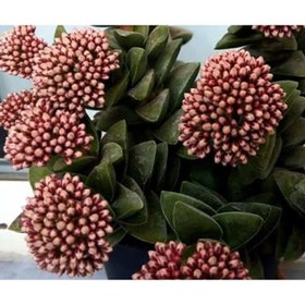 Resim Nura Botanik Kampanyalı Crassula Springtime Katmer Çiçekli Sukulent 5.5cm Saksıda 