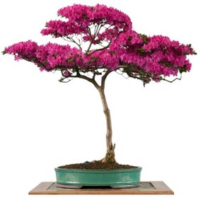 Resim Tablolife Gül Bonsai Ağacı - Kanvas Tablo 