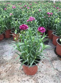 Resim Pembe Çin Karanfili Çiçeği 10 Adet 