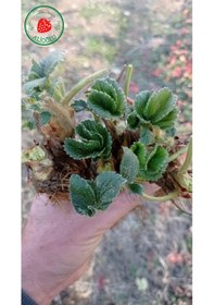 Resim 32 Adet Festival Çilek Fidesi Açık Kök ve Taze Söküm (Frigo) 