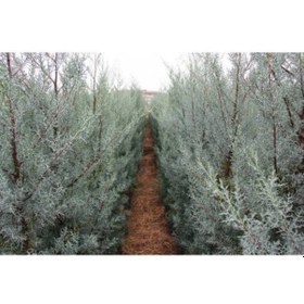 Resim Mavi Arizona Servisi Tohumu 200 GR 16 000 Adet 