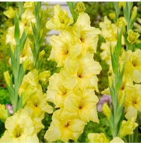 Resim Gladiolus Bnova Lux Sarı Glayör Çiçeği Soğanı 2 Adet 