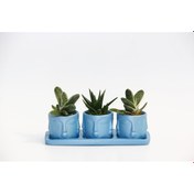 Resim Trio Mavi Adler Sukulent Seti - Gasteria. Haworthia 