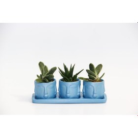 Resim Trio Mavi Adler Sukulent Seti - Gasteria. Haworthia 