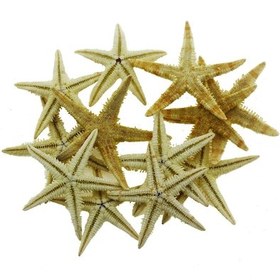 Resim Mutluadim 12 Adet 3-4,5Cm Doğal Deniz Yıldızı 