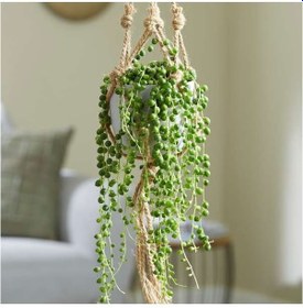 Resim Tesbih Çiçeği – Bezelye Kolyesi - Askılı Saksıda 