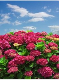 Resim Videolu 1 Adet Kırmızı Renk Ortanca Çiçeği Fidanı 30-60 Cm Saksılı Çiçekli Bodur Bitkiler Hydrangea 